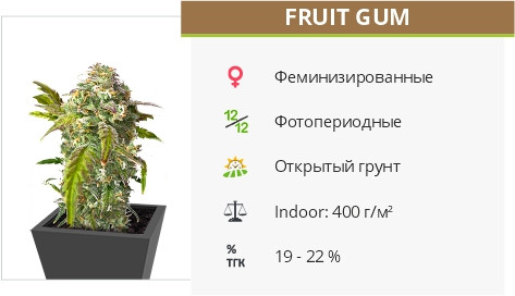 Семена конопли Fruit Gum Fruit Gum от UKHTA420