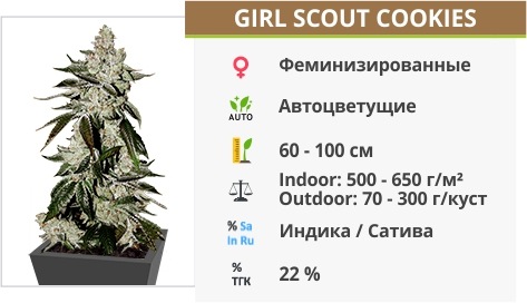 Girl Scout Cookies auto Girl Scout Cookies auto
