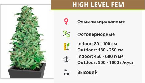 Сорт конопли High Level High Level fem от Eva Seeds