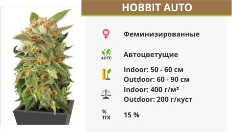 Сорт конопли Hobbit Auto (Ginger Punch Auto) Hobbit Auto (Ginger Punch Auto) fem