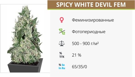 Сорт конопли Fruity Chronic Juice Spicy White Devil fem от Samsara Seeds