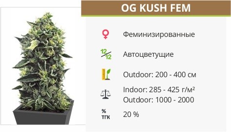 Сорт конопли OG Kush OG Kush fem от Humboldt Seeds