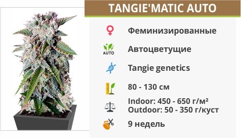 описание сорта Tangiematic auto описание сорта Tangiematic auto