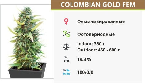 Сорт конопли Colombian Gold Colombian Gold fem от World of Seeds