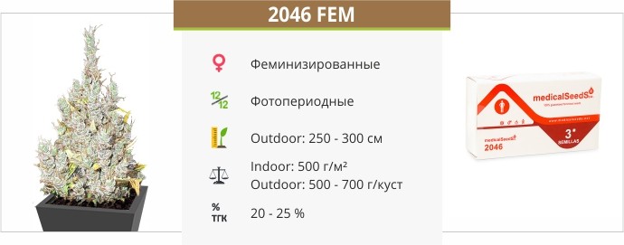 2046 fem от Medical Seeds
