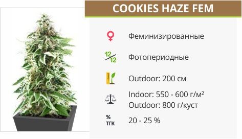 Сорт конопли Cookies Haze Cookies Haze fem (Kannabia Seeds)