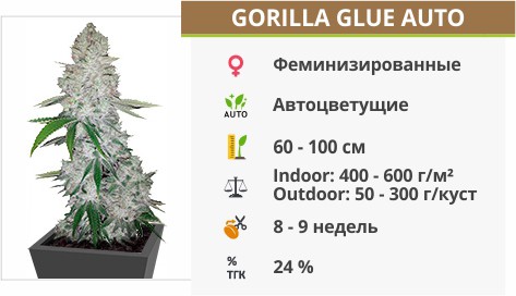 Gorilla glue auto от FastBuds