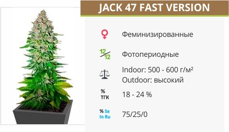 Сорт конопли Jack 47 F1 Fast Version Jack 47 F1 Fast Version от Sweet Seeds