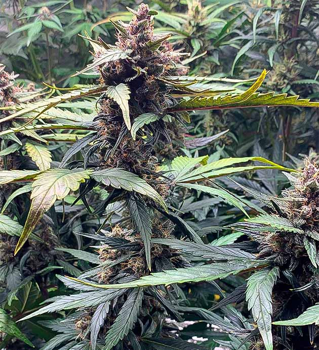 Цветение сорта Stardawg Auto Сине-фиолетовая конопля на 9 неделе роста
