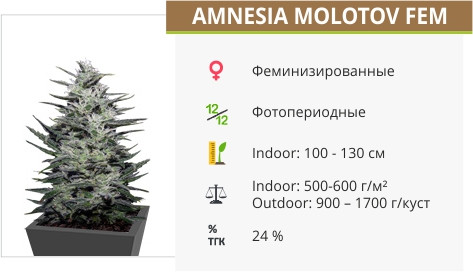 Amnesia Molotov от Kalashnikov Seeds