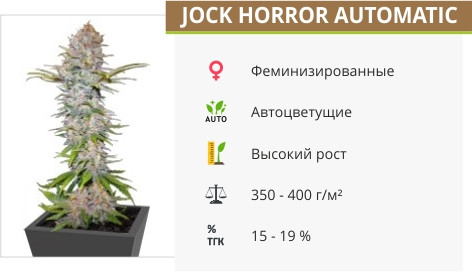 Jock Horror Auto Jock Horror Auto