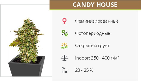 Семена конопли Candy House Candy House fem от UKHTA420