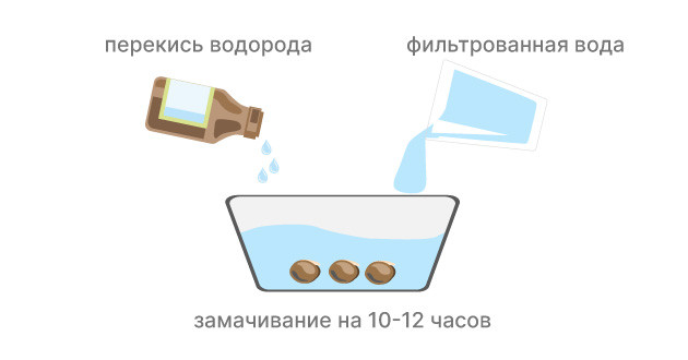 Подготовка семян конопли к проращиванию Замачивание семян конопли