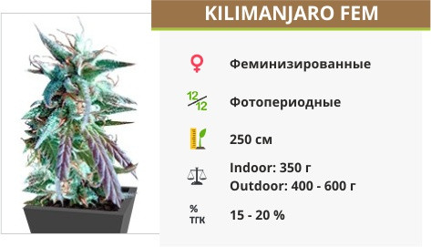 Сорт конопли Kilimanjaro Kilimanjaro fem от World of Seeds