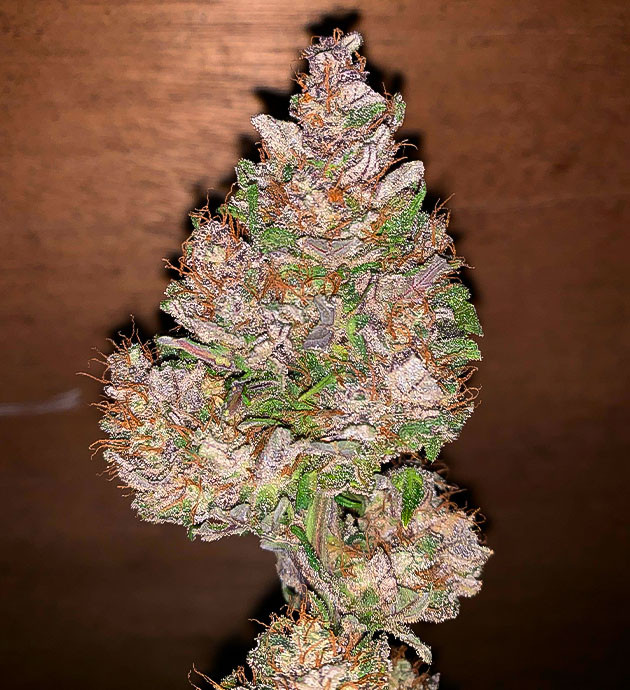 Общие впечатления о сорте Stardawg Auto Фиолетовая шишка сорта Stardawg Auto