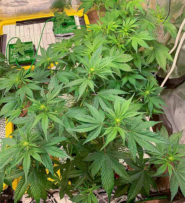Активный переход в фазу цветения Куст конопли сорта Stardawg Auto