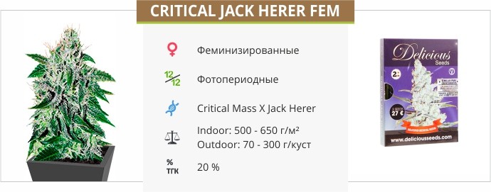Critical Jack Herer fem от Delicious Seeds