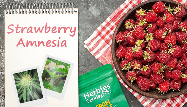 Выращивание сорта марихуаны Strawberry Amnesia fem от Herbies Seeds Гроурепорт сорта Strawberry Amnesia fem от Herbies Seeds