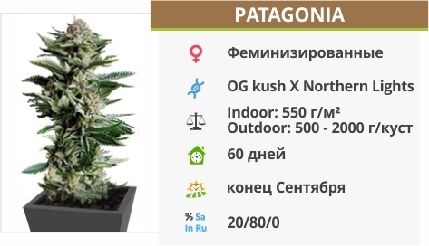 описание сорта Patagonia описание сорта Patagonia
