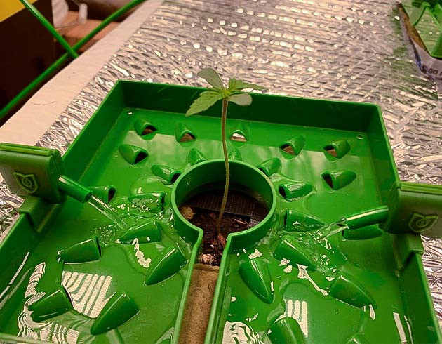 Проращивание семени марихуаны Росток Stardawg Auto