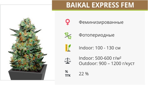 Baikal Express от Kalashnikov Seeds