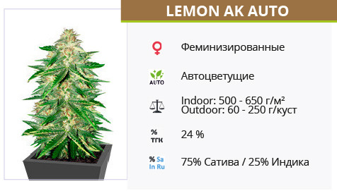 Сорт марихуаны Lemon AK Auto Lemon AK Auto от FastBuds