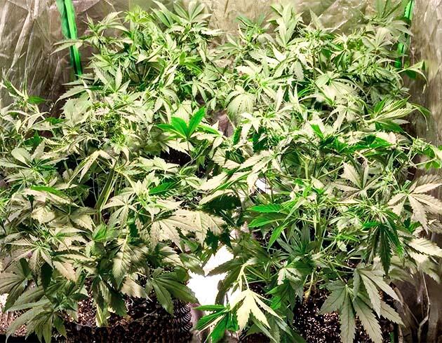 Марихуана высотой 50 см, снята сетка ScrOG, усиленная схема удобрений Пятая неделя роста каннабиса