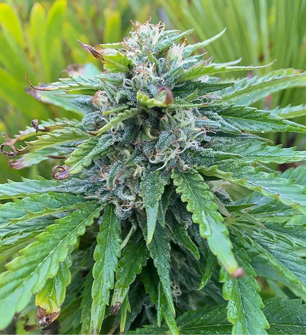 Появление фруктового аромата на 17 неделе Кола Bubba Slush