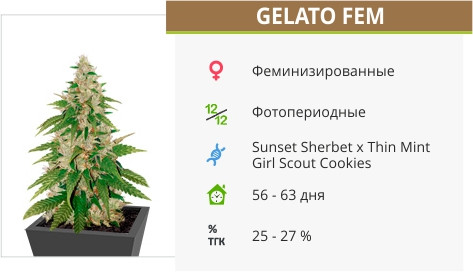Сорт конопли Gelato Gelato от Cali Buds Seeds