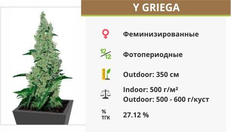 Сорт марихуаны Y Griega Y Griega fem от Medical Seeds