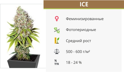 ICE ICE