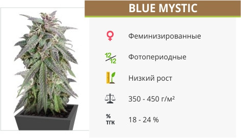 Blue Mystic Blue Mystic