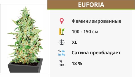 Euforia 