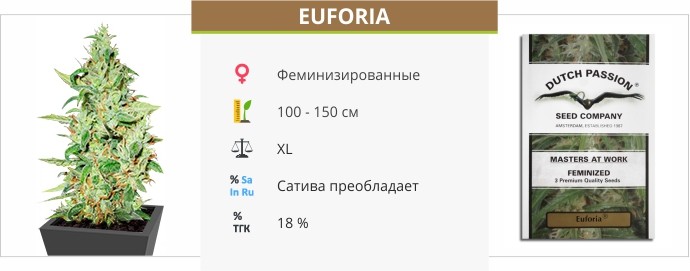 Euforia fem от Dutch Passion Seeds