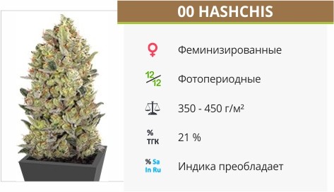 Сорт конопли 00 Handchis (00 Seeds) 00 Handchis (00 Seeds) fem от 00 Seeds