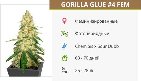 Сорт марихуаны Gorilla Glue #4 Gorilla Glue #4 от Cali Buds Seeds