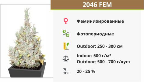 Сорта конопли 2046 2046 fem от Medical Seeds
