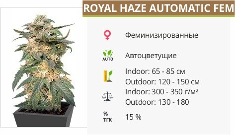 Сорт конопли Royal Haze Royal Haze fem от Dinafem Seeds