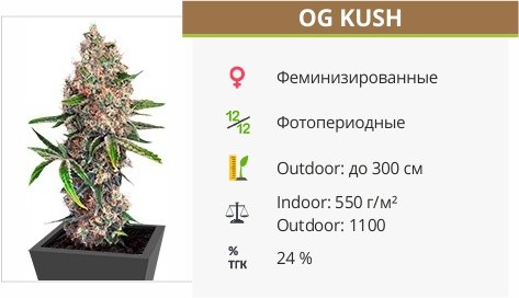 Сорт конопли OG Kush OG Kush fem от Dinafem Seeds