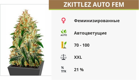 Сорт конопли Zkittlez Auto fem Сорт конопли Zkittlez Auto fem