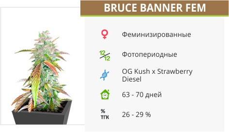 Сорт марихуаны Bruce Banner Bruce Banner от Cali Buds Seeds