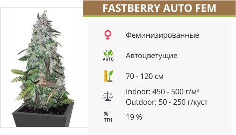 Fastberry auto fem от FastBuds