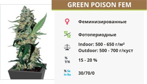 Сорт конопли Green Poison Green Poison fem (Sweet Seed)