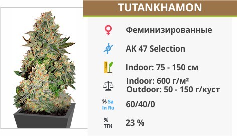 Tutankhamon