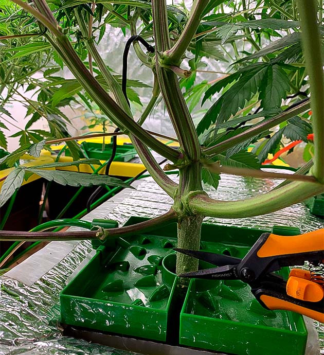 Stardawg Auto на 6 неделе роста Активный рост Stardawg Auto