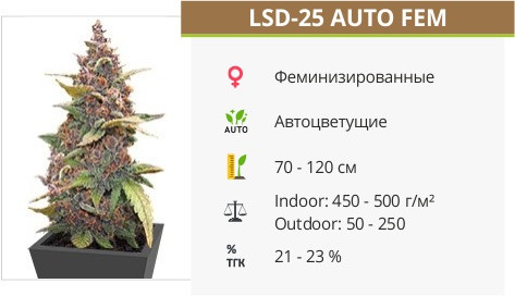 Сорт марихуаны LSD 25 auto LSD 25 auto от FastBuds