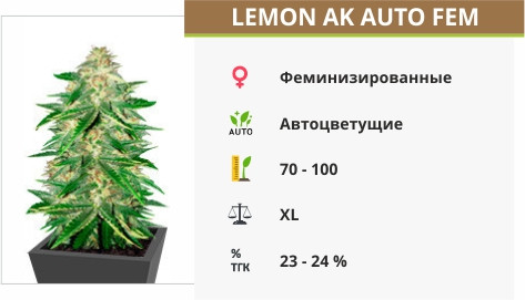 Сорт конопли Lemon AK Auto fem Lemon AK auto fem (FastBuds)