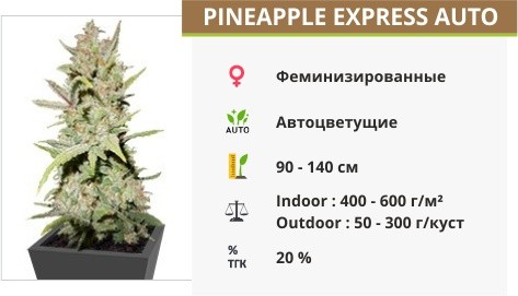 Сорт конопли Pineapple Express Auto Pineapple Express Auto