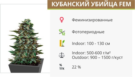 Кубанский убийца от Kalashnikov Seeds