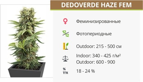 Сорт конопли Dedoverde Haze Dedoverde Haze fem от Humboldt Seeds